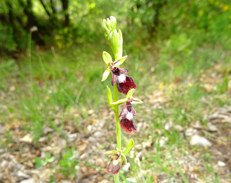 Ophrys insectifera subsp. insectifera